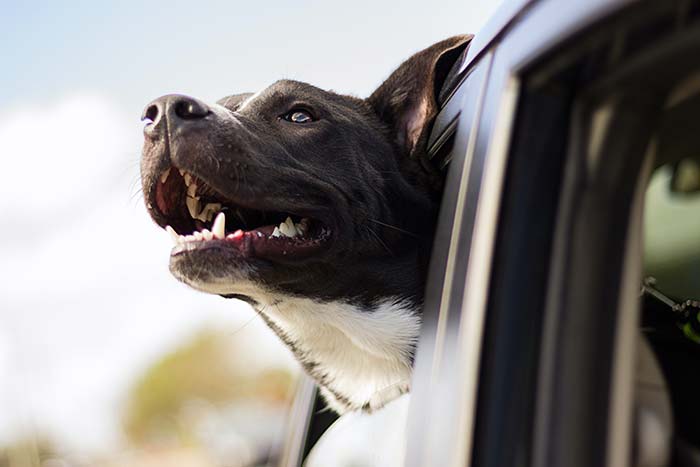 Dog in Car - Drive-thru Vaccine Clinic