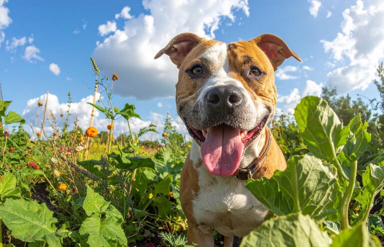 Dog in garden